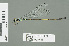  (Pseudagrion melanicterum - RMNH.INS.559458)  @14 [ ] CreativeCommons - Attribution Non-Commercial Share-Alike (2013) Unspecified Naturalis Biodiversity Center
