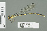  ( - RMNH.INS.559463)  @13 [ ] CreativeCommons - Attribution Non-Commercial Share-Alike (2013) Unspecified Naturalis Biodiversity Center