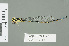  (Pseudagrion angolense - RMNH.INS.559464)  @14 [ ] CreativeCommons - Attribution Non-Commercial Share-Alike (2013) Unspecified Naturalis Biodiversity Center