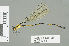  (Pseudagrion serrulatum - RMNH.INS.559481)  @14 [ ] CreativeCommons - Attribution Non-Commercial Share-Alike (2013) Unspecified Naturalis Biodiversity Center
