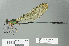  ( - RMNH.INS.559496)  @14 [ ] CreativeCommons - Attribution Non-Commercial Share-Alike (2013) Unspecified Naturalis Biodiversity Center