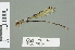  (Pseudagrion sjoestedti - RMNH.INS.559501)  @14 [ ] CreativeCommons - Attribution Non-Commercial Share-Alike (2013) Unspecified Naturalis Biodiversity Center