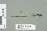  (Pseudagrion estesi - RMNH.INS.559510)  @13 [ ] CreativeCommons - Attribution Non-Commercial Share-Alike (2013) Unspecified Naturalis Biodiversity Center