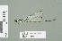  ( - RMNH.INS.559511)  @13 [ ] CreativeCommons - Attribution Non-Commercial Share-Alike (2013) Unspecified Naturalis Biodiversity Center
