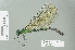  ( - RMNH.INS.559550)  @15 [ ] CreativeCommons - Attribution Non-Commercial Share-Alike (2013) Unspecified Naturalis Biodiversity Center