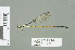  (Pseudagrion simonae - RMNH.INS.559586)  @14 [ ] CreativeCommons - Attribution Non-Commercial Share-Alike (2013) Unspecified Naturalis Biodiversity Center