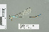  (Pseudagrion glaucoideum - RMNH.INS.559587)  @14 [ ] CreativeCommons - Attribution Non-Commercial Share-Alike (2013) Unspecified Naturalis Biodiversity Center