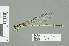  ( - RMNH.INS.559590)  @14 [ ] CreativeCommons - Attribution Non-Commercial Share-Alike (2013) Unspecified Naturalis Biodiversity Center
