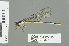  (Pseudagrion furcigerum - RMNH.INS.559645)  @14 [ ] CreativeCommons - Attribution Non-Commercial Share-Alike (2013) Unspecified Naturalis Biodiversity Center