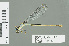  (Pseudagrion draconis - RMNH.INS.559646)  @13 [ ] CreativeCommons - Attribution Non-Commercial Share-Alike (2013) Unspecified Naturalis Biodiversity Center