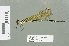  ( - RMNH.INS.559693)  @13 [ ] CreativeCommons - Attribution Non-Commercial Share-Alike (2013) Unspecified Naturalis Biodiversity Center