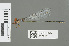  (Pseudagrion sublacteum - RMNH.INS.559718)  @14 [ ] CreativeCommons - Attribution Non-Commercial Share-Alike (2013) Unspecified Naturalis Biodiversity Center
