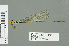  (Pseudagrion hageni - RMNH.INS.559720)  @14 [ ] CreativeCommons - Attribution Non-Commercial Share-Alike (2013) Unspecified Naturalis Biodiversity Center