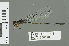  (Pseudagrion hamoni - RMNH.INS.559726)  @14 [ ] CreativeCommons - Attribution Non-Commercial Share-Alike (2013) Unspecified Naturalis Biodiversity Center
