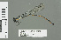  (Pseudagrion salisburyense - RMNH.INS.559749)  @14 [ ] CreativeCommons - Attribution Non-Commercial Share-Alike (2013) Unspecified Naturalis Biodiversity Center