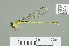  ( - RMNH.INS.559765)  @11 [ ] CreativeCommons - Attribution Non-Commercial Share-Alike (2013) Unspecified Naturalis Biodiversity Center