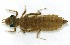  (Erpetogomphus sp - WH-DCR-0015)  @11 [ ] CreativeCommons - Attribution Non-Commercial Share-Alike (2016) William Haber Instuituto Nacional de Biodiversidad