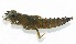  (Phyllogomphoides burgosi - WH-DCR-0028)  @11 [ ] CreativeCommons - Attribution Non-Commercial Share-Alike (2016) William Haber Instuituto Nacional de Biodiversidad