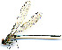  ( - WH-DCR-0037)  @11 [ ] CreativeCommons - Attribution Non-Commercial Share-Alike (2016) William Haber Instuituto Nacional de Biodiversidad