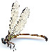  ( - WH-DCR-0050)  @11 [ ] CreativeCommons - Attribution Non-Commercial Share-Alike (2016) William Haber Instuituto Nacional de Biodiversidad