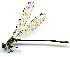  ( - WH-DCR-0052)  @11 [ ] CreativeCommons - Attribution Non-Commercial Share-Alike (2016) William Haber Instuituto Nacional de Biodiversidad