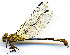  ( - WH-DCR-0053)  @11 [ ] CreativeCommons - Attribution Non-Commercial Share-Alike (2016) William Haber Instuituto Nacional de Biodiversidad
