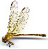 ( - WH-DCR-0054)  @11 [ ] CreativeCommons - Attribution Non-Commercial Share-Alike (2016) William Haber Instuituto Nacional de Biodiversidad