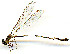  (Palaemnema sp. San Luis - WH-DCR-0061)  @11 [ ] CreativeCommons - Attribution Non-Commercial Share-Alike (2016) William Haber Instuituto Nacional de Biodiversidad