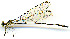  ( - WH-DCR-0070)  @11 [ ] CreativeCommons - Attribution Non-Commercial Share-Alike (2016) William Haber Instuituto Nacional de Biodiversidad