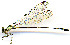  (Palaemnema sp. Penas_black_tail - WH-DCR-0074)  @11 [ ] CreativeCommons - Attribution Non-Commercial Share-Alike (2016) William Haber Instuituto Nacional de Biodiversidad
