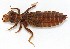  ( - WH-DCR-0077)  @11 [ ] CreativeCommons - Attribution Non-Commercial Share-Alike (2016) William Haber Instuituto Nacional de Biodiversidad