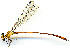  ( - WH-DCR-0081)  @11 [ ] CreativeCommons - Attribution Non-Commercial Share-Alike (2016) William Haber Instuituto Nacional de Biodiversidad
