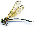  ( - WH-DCR-0089)  @11 [ ] CreativeCommons - Attribution Non-Commercial Share-Alike (2016) William Haber Instuituto Nacional de Biodiversidad