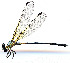  ( - WH-DCR-0092)  @11 [ ] CreativeCommons - Attribution Non-Commercial Share-Alike (2016) William Haber Instuituto Nacional de Biodiversidad