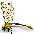  ( - WH-DCR-0095)  @11 [ ] CreativeCommons - Attribution Non-Commercial Share-Alike (2016) William Haber Instuituto Nacional de Biodiversidad