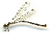  (Palaemnema joanetta - WH-DCR-111)  @11 [ ] CreativeCommons  Attribution Non-Commercial (by-nc) (2019) William Haber University of Connecticut
