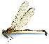  ( - WH-DCR-113)  @11 [ ] CreativeCommons  Attribution Non-Commercial (by-nc) (2019) William Haber University of Connecticut