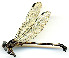  ( - WH-DCR-151)  @11 [ ] CreativeCommons  Attribution Non-Commercial (by-nc) (2019) William Haber University of Connecticut