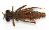  ( - WH-DCR-172)  @11 [ ] CreativeCommons  Attribution Non-Commercial (by-nc) (2019) William Haber University of Connecticut