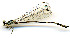  ( - WH-DCR-175)  @11 [ ] CreativeCommons  Attribution Non-Commercial (by-nc) (2019) William Haber University of Connecticut