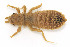  ( - WH-DCR-184)  @11 [ ] CreativeCommons  Attribution Non-Commercial (by-nc) (2019) William Haber University of Connecticut