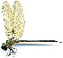 ( - WH-DCR-338)  @11 [ ] Attribution-NonCommercial-ShareAlike CC BY-NC-SA (2024) William Haber University of Connecticut