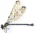  ( - WH-DCR-377)  @11 [ ] Attribution-NonCommercial-ShareAlike CC BY-NC-SA (2024) William Haber University of Connecticut