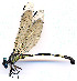  ( - WH-DCR-392)  @11 [ ] Attribution-NonCommercial-ShareAlike CC BY-NC-SA (2024) William Haber University of Connecticut