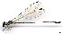  ( - WH-DCR-441)  @11 [ ] Attribution-NonCommercial-ShareAlike CC BY-NC-SA (2025) William Haber Universidad de Costa Rica