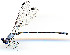  (Lestes scalaris - WH-DCR-479)  @11 [ ] Attribution-NonCommercial-ShareAlike CC BY-NC-SA (2025) William Haber Universidad de Costa Rica