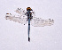  ( - DC 3)  @11 [ ] CreativeCommons  Attribution Non-Commercial Share-Alike (2017) Darshana M. Rathod Anand Agricultural University