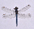  (Orthetrum taeniolatum - DRS 5)  @11 [ ] CreativeCommons  Attribution Non-Commercial Share-Alike (2017) Darshana M. Rathod Anand Agricultural University