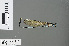  ( - RMNH.INS.228210)  @12 [ ] CreativeCommons - Attribution Non-Commercial Share-Alike (2013) Unspecified Naturalis, Biodiversity Centre