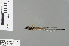  ( - RMNH.INS.228274)  @12 [ ] CreativeCommons - Attribution Non-Commercial Share-Alike (2013) Unspecified Naturalis, Biodiversity Centre